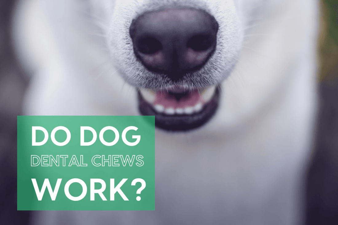 Do Dog Dental Chews Work? | Pupford