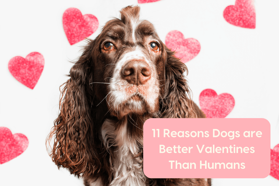 11 Reasons Dogs are Better Valentines Than Humans | Pupford