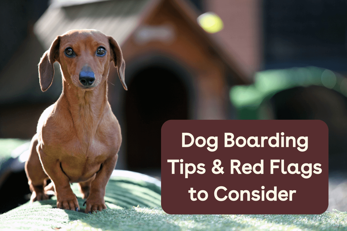 Dog Boarding Tips Red Flags To Consider Pupford dog-boarding-tips-red-flags-to-consider-pupford