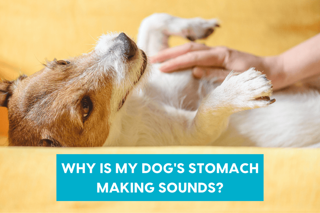 8 Reasons Your Dog's Stomach Is Gurgling & Making Noises | Pupford