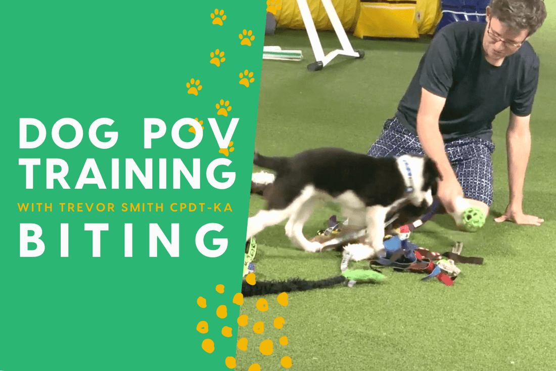The Dog Training POV Series with Trevor Smith - Puppy Biting | Pupford