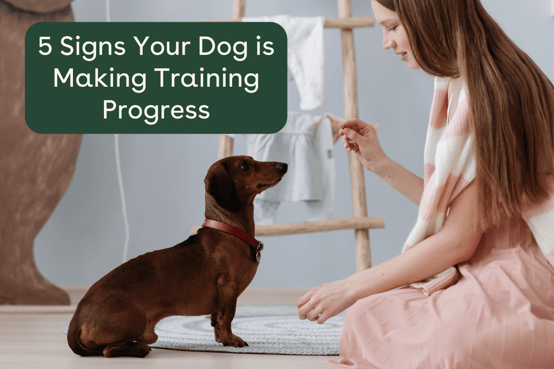 5 Signs Your Dog is Making Training Progress | Pupford