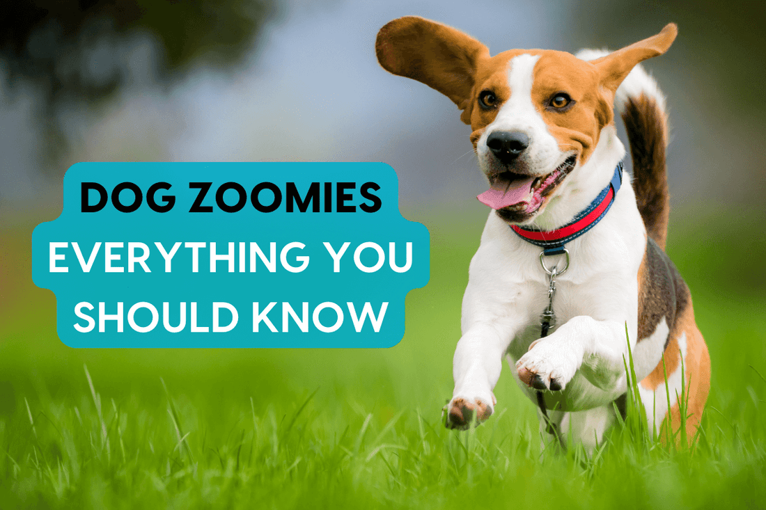 Dog Zoomies (aka FRAPs): Why, When & What To Do | Pupford