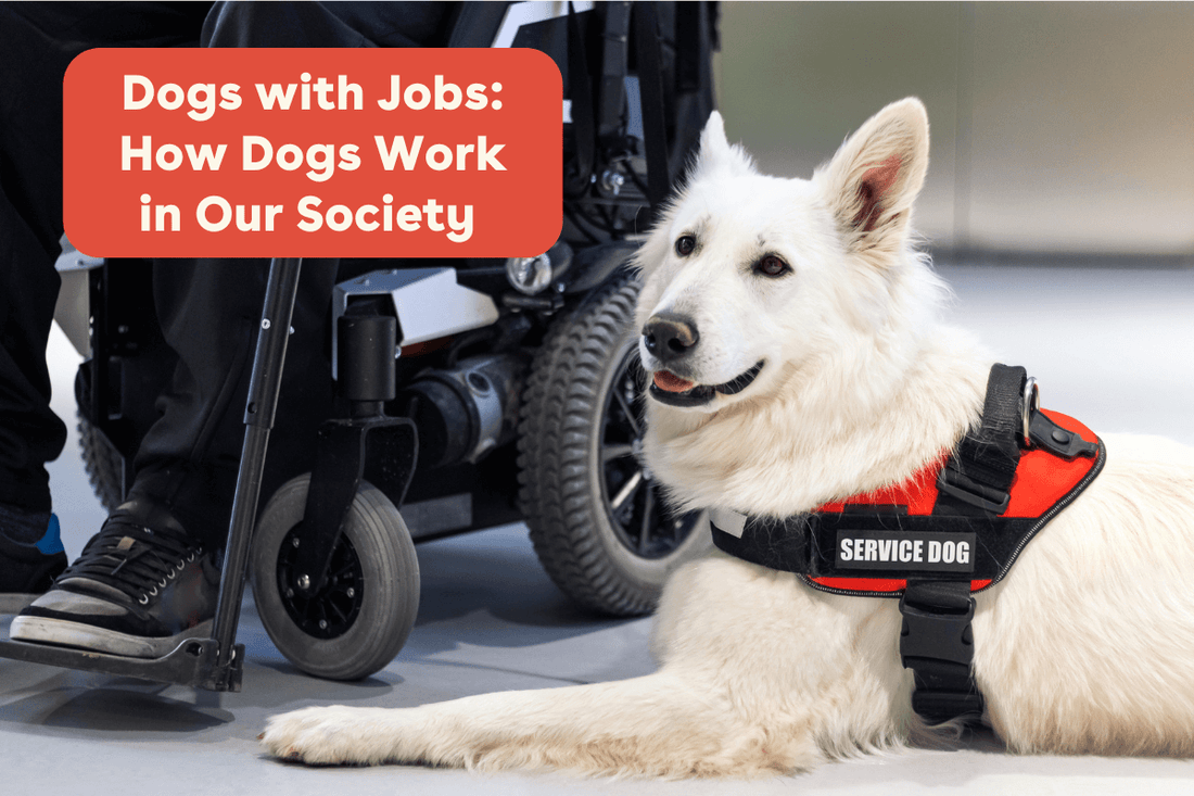 Dogs with Jobs: How Dogs Work in Our Society + What It Takes To Be A Working Dog | Pupford