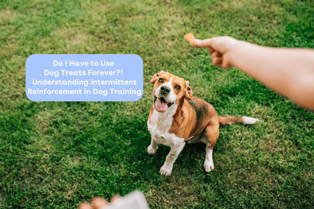 Do I Have to Use Dog Treats Forever?! Understanding Intermittent Reinforcement in Dog Training | Pupford