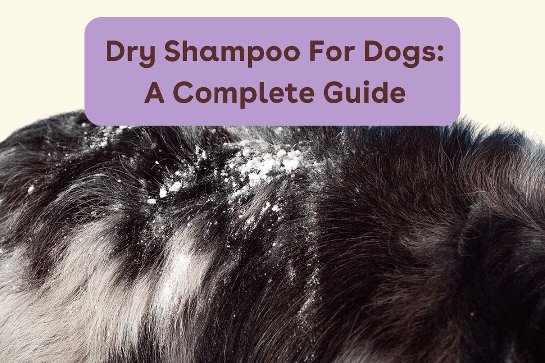 Dry Shampoo for Dogs: Benefits, How to Use & More | Pupford