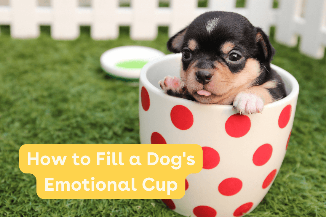 How to Fill A Dog’s Emotional Cup | Pupford