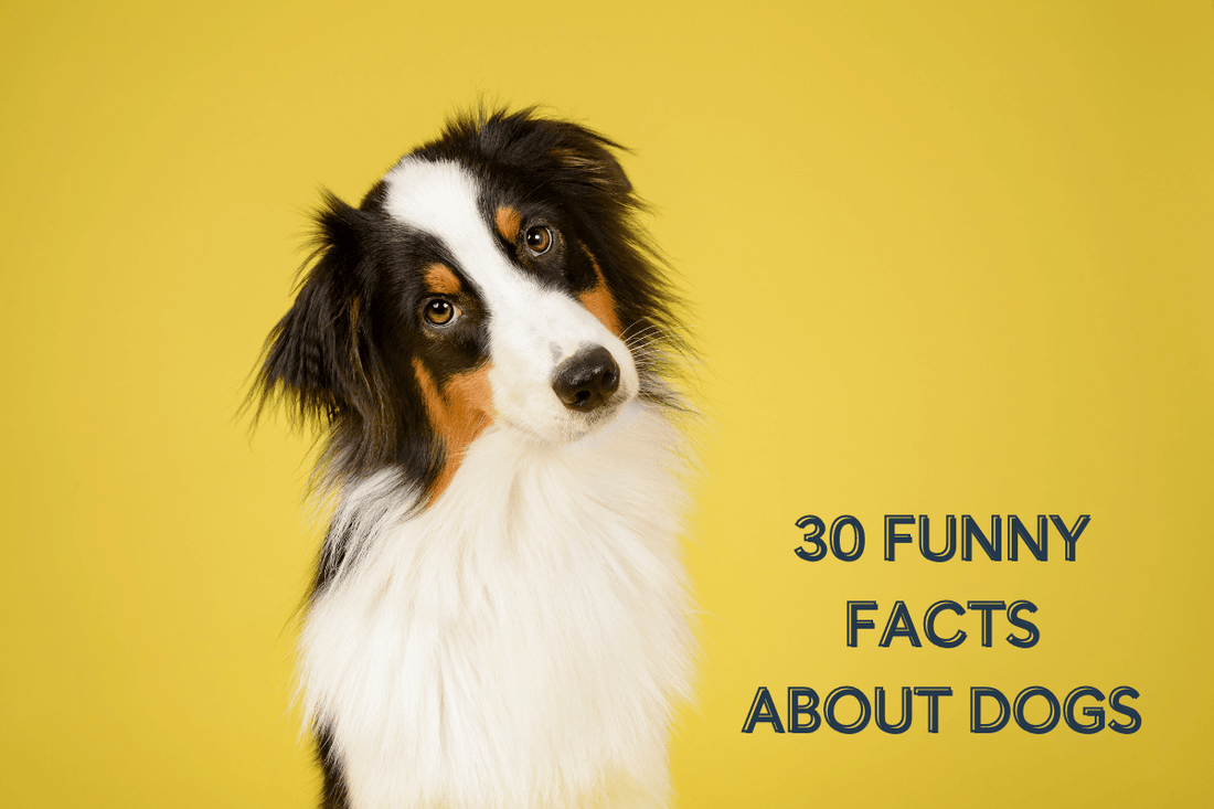 Fun Facts About Dogs: 30 Interesting, Funny & Cool Facts | Pupford