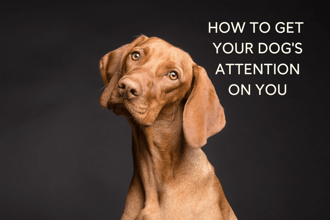 How to Get a Dog’s Attention & Focus on You: 4 Techniques | Pupford