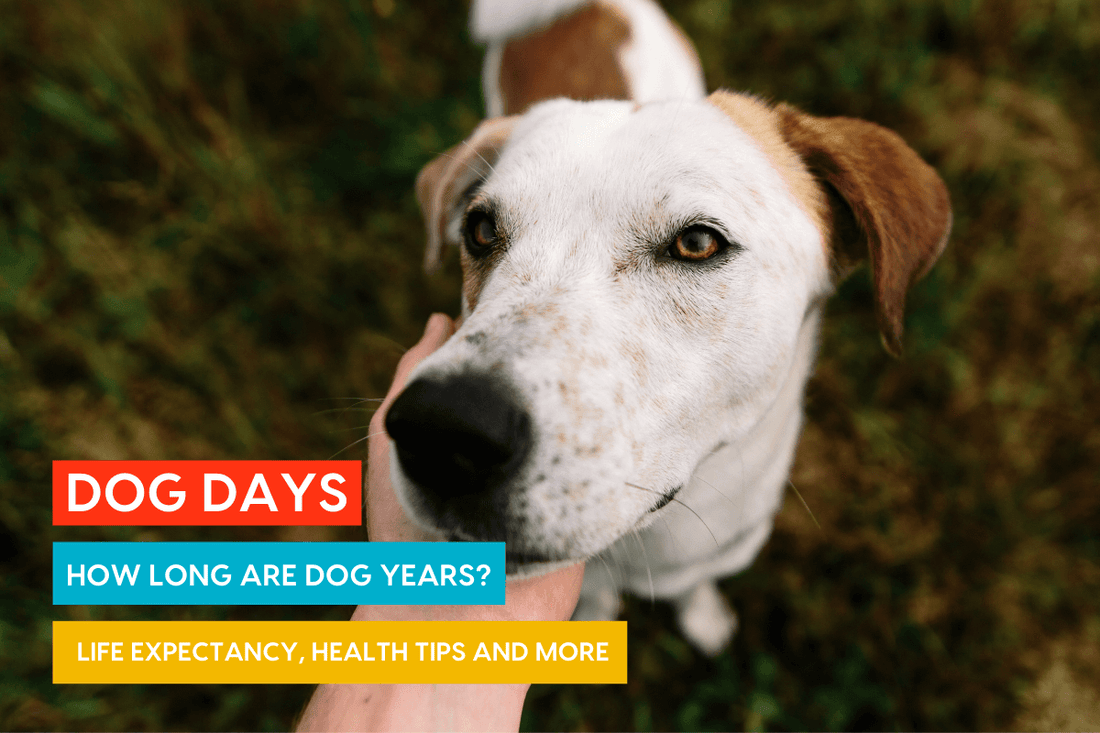 Dog Days: How Long Are Dog Years, Dog Life Expectancy Chart, and More | Pupford
