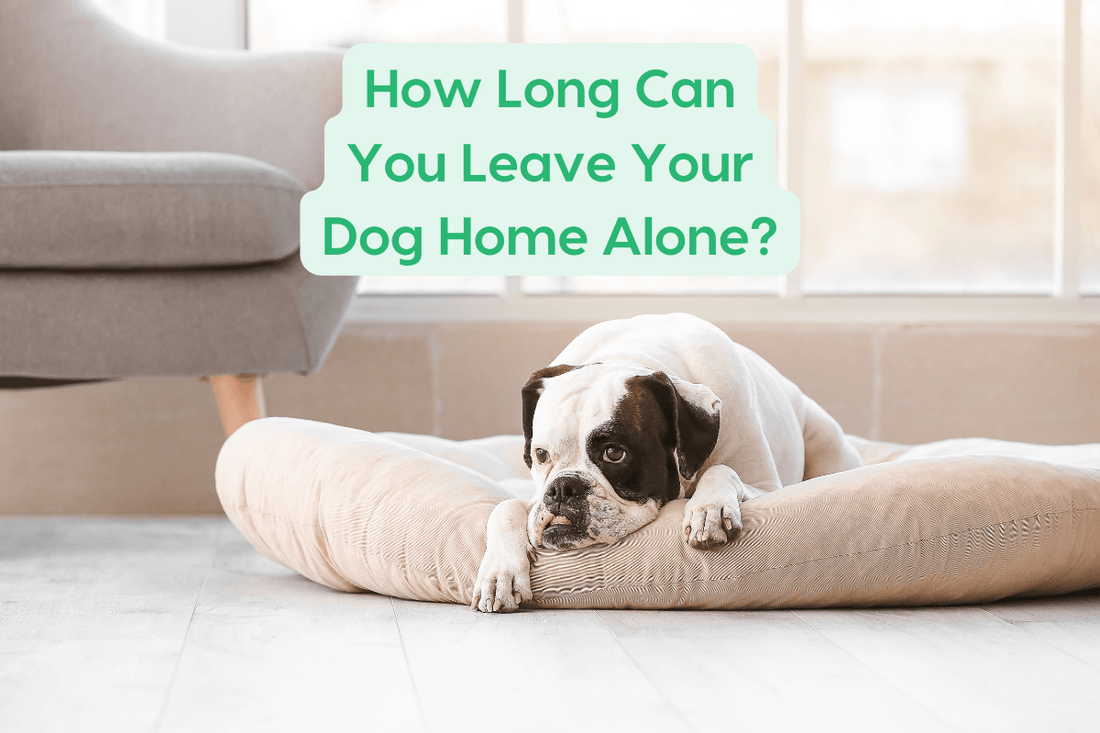 How Long Can You Leave a Dog Alone? + What Age for Puppies | Pupford