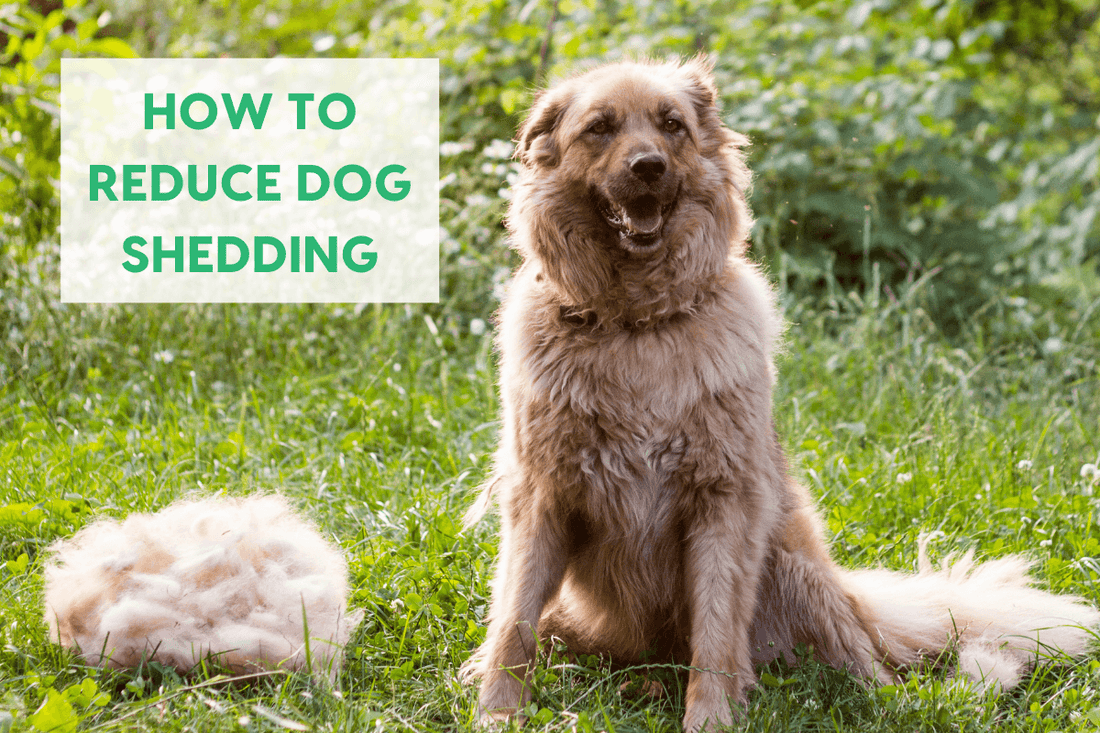 How to Reduce Dog Shedding - Even for Short Hair | Pupford
