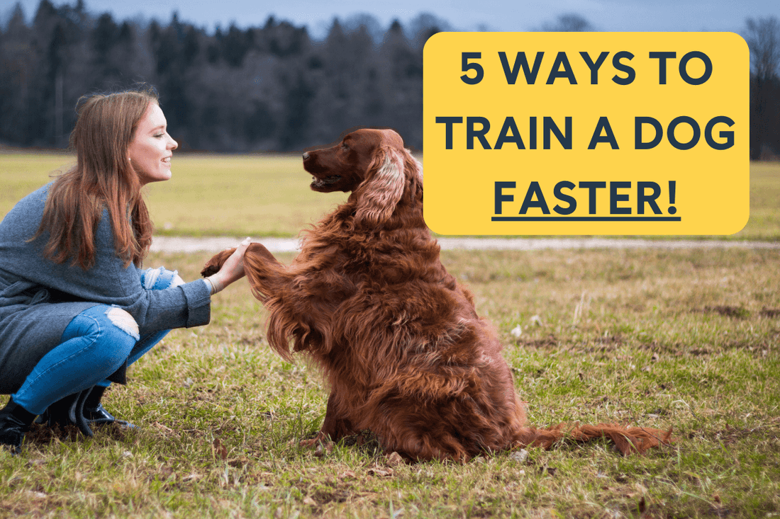 How to Train a Dog Faster: 5 Daily Hacks for Quicker Learning | Pupford