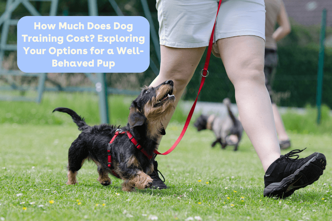 How Much Does Dog Training Cost? Exploring Your Options for a Well-Behaved Pup | Pupford