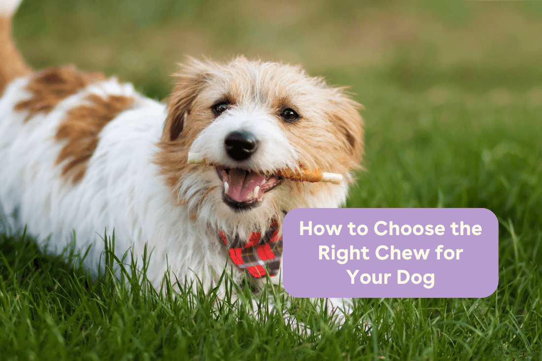 How to Choose the Right Chew for Your Dog | Pupford
