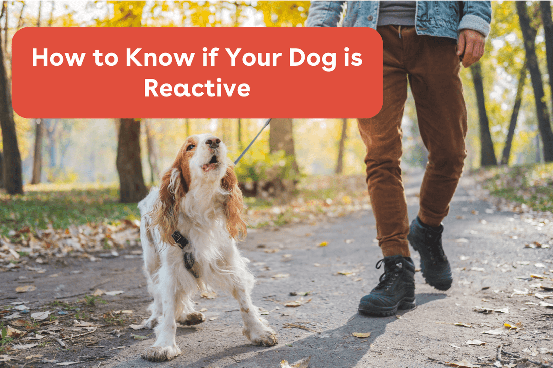 How to Know if Your Dog is Reactive | Pupford