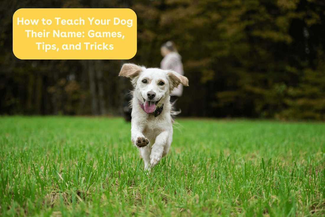 How to Teach Your Dog Their Name: Games, Tips, and Tricks | Pupford