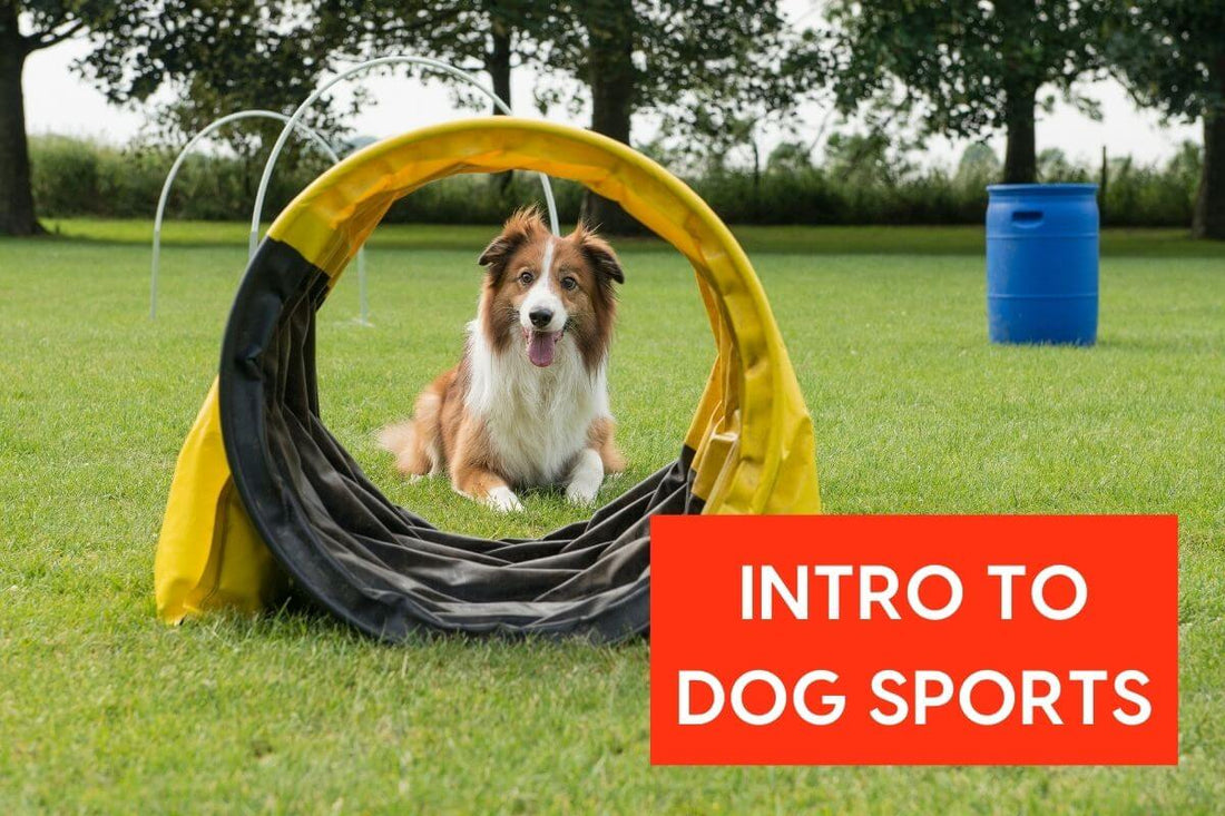 Intro to Dog Sports: An Interview with Trevor Smith CPDT-KA | Pupford