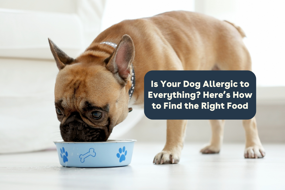 Is Your Dog Allergic to Everything? Here’s How to Find the Right Food