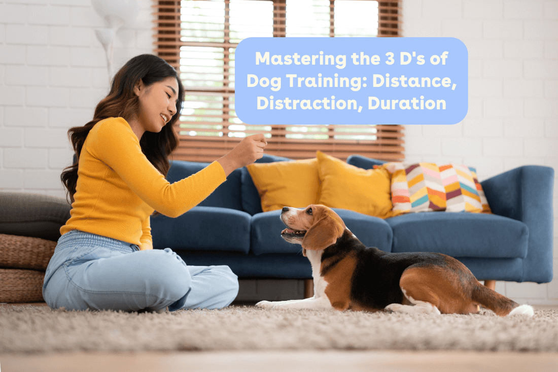 Mastering the 3 D's of Dog Training: Distance, Distraction, Duration | Pupford