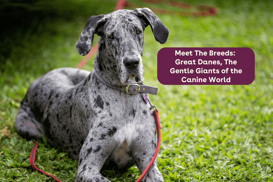 Meet The Breeds: Great Danes, The Gentle Giants of the Canine World | Pupford