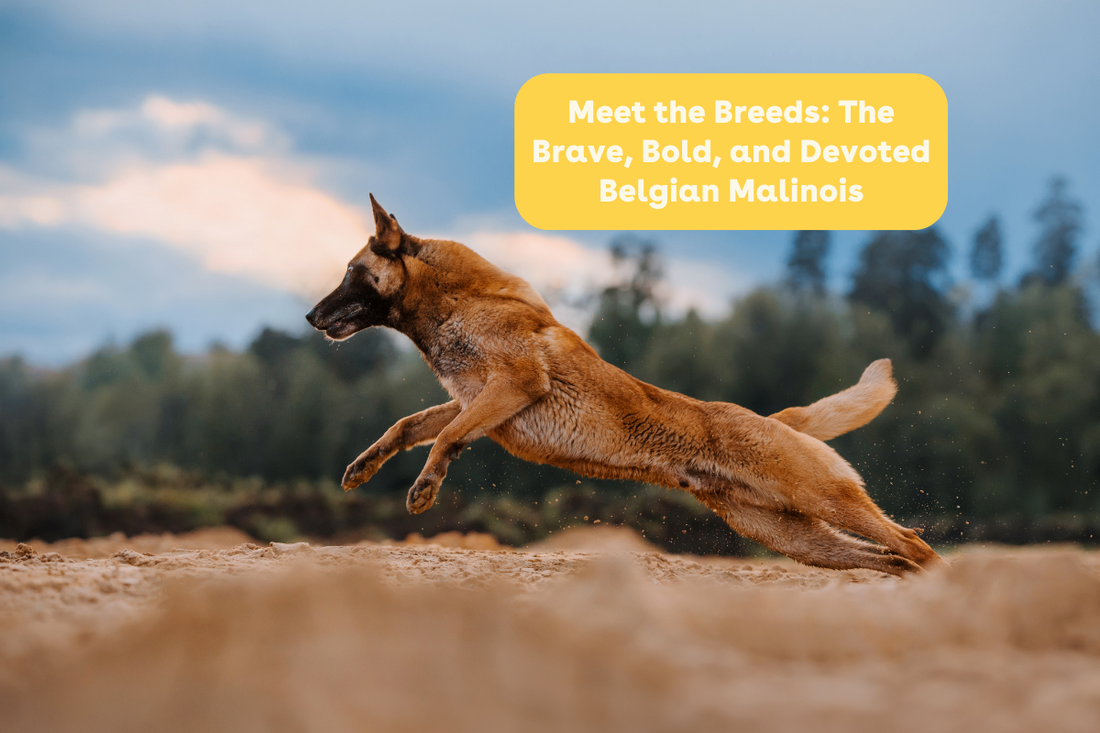Meet the Breeds: The Brave, Bold, and Devoted Belgian Malinois | Pupford