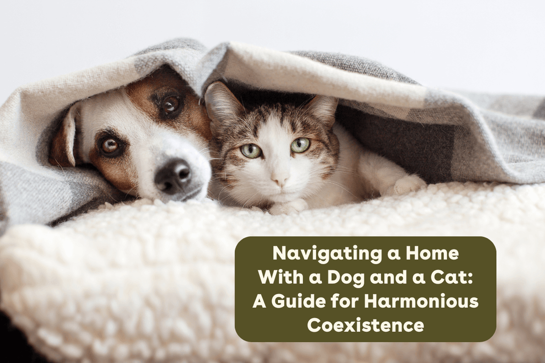 Navigating a Home With a Dog and a Cat: A Guide for Harmonious Coexistence | Pupford