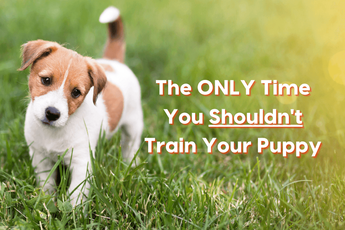 The ONLY Time You Shouldn’t Train Your Puppy | Pupford