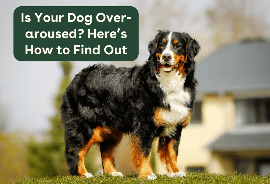 Over-Arousal in Dogs: What It Is, Why It Happens & What to Do | Pupford