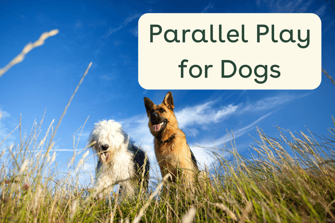 Parallel Playing for Dogs: What It Is and How to Do It | Pupford