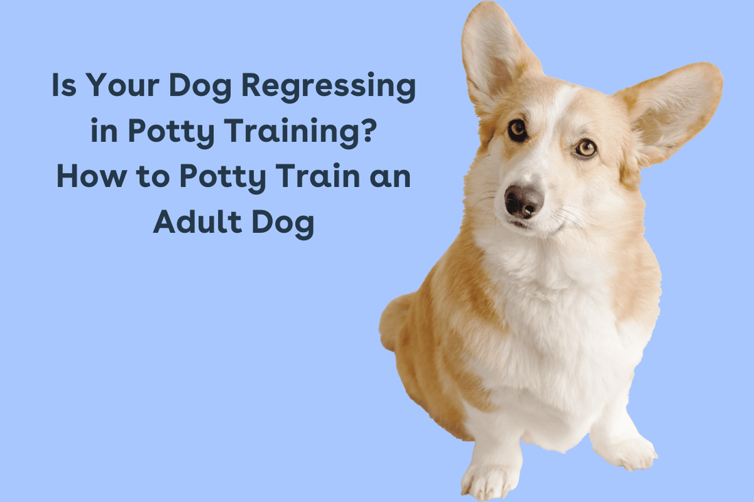 Is Your Dog Regressing in Potty Training? How to Potty Train an Adult Dog | Pupford