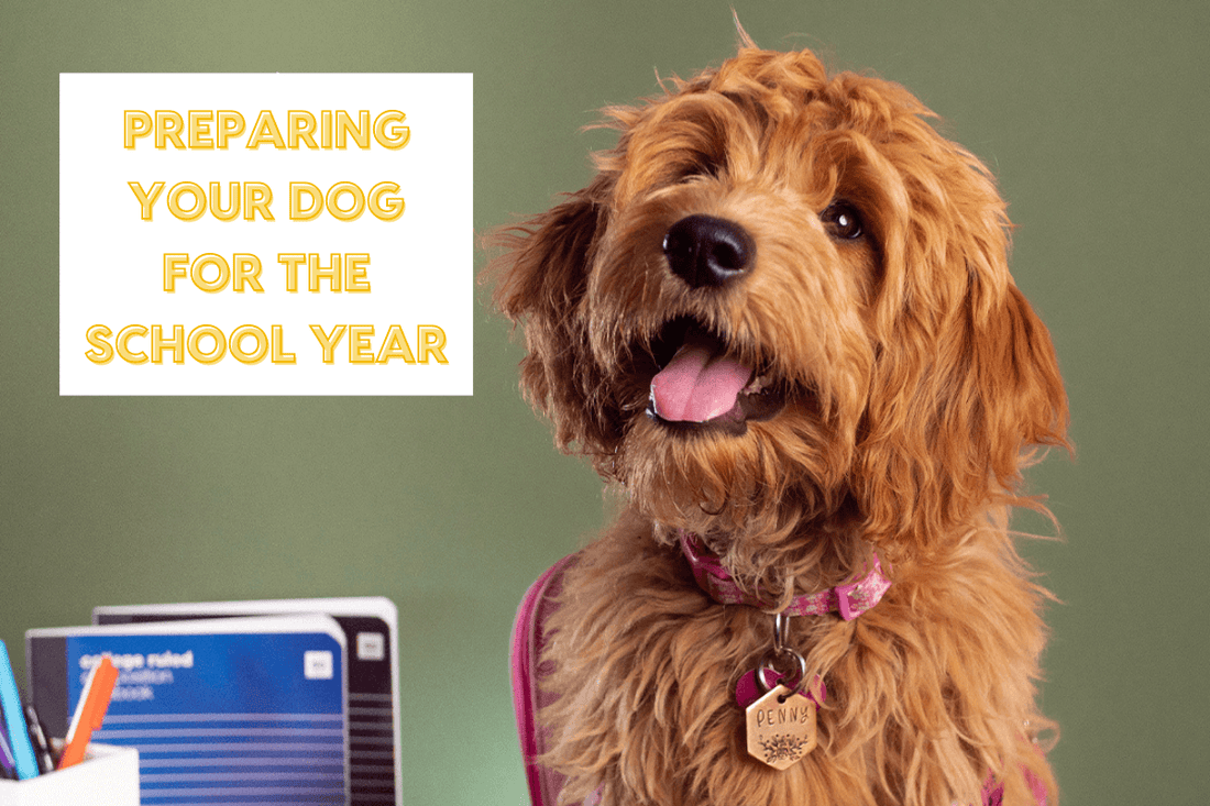 Preparing Your Dog for the School Year | Pupford
