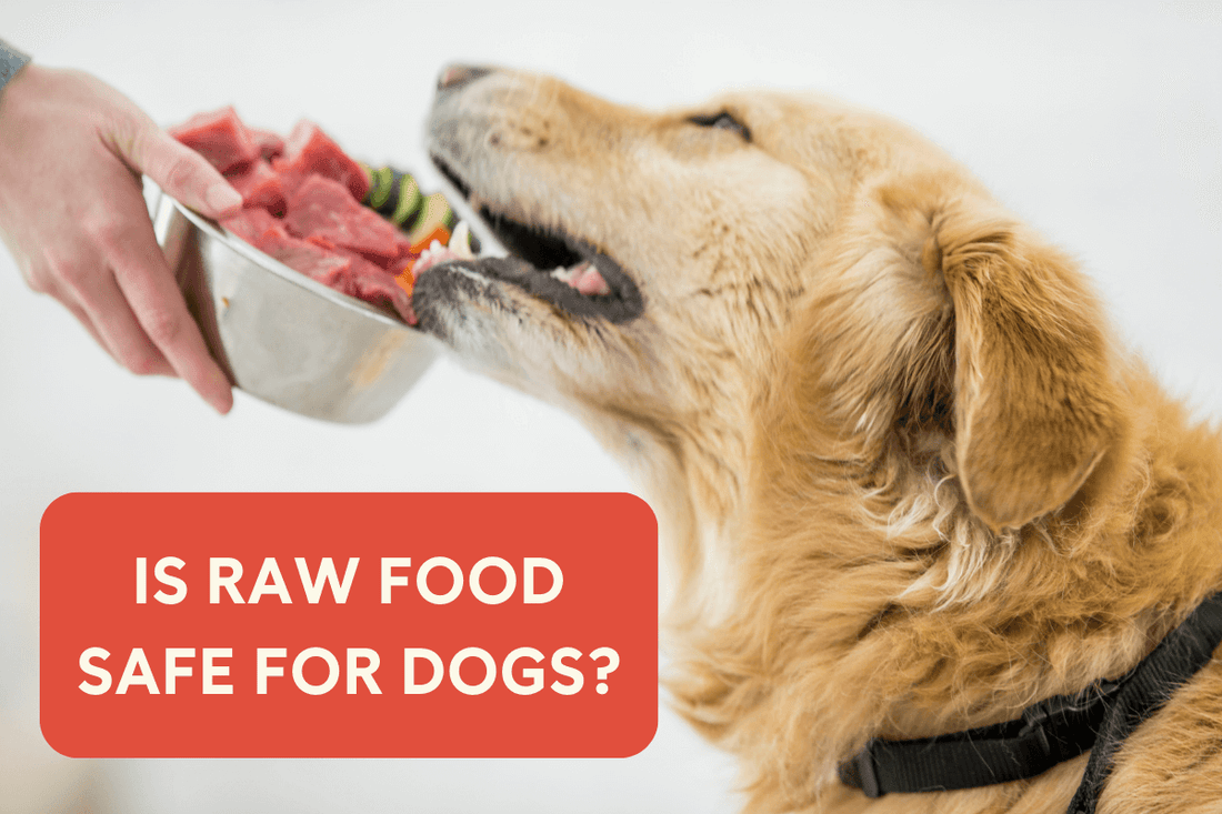 Is Raw Food Safe for Dogs? | Pupford