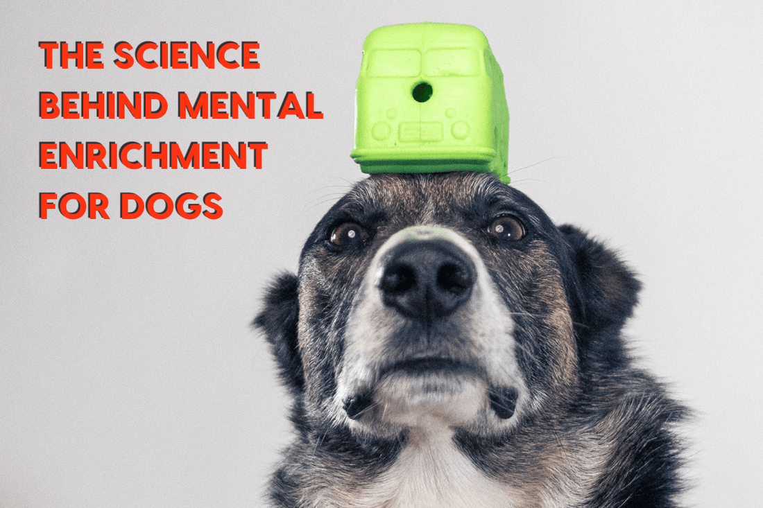 The Science Behind Mental Enrichment for Dogs | Pupford