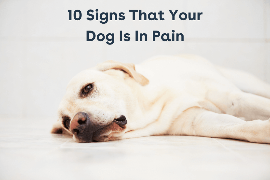 10 Signs a Dog Is In Pain + How to Help a Dog in Pain | Pupford