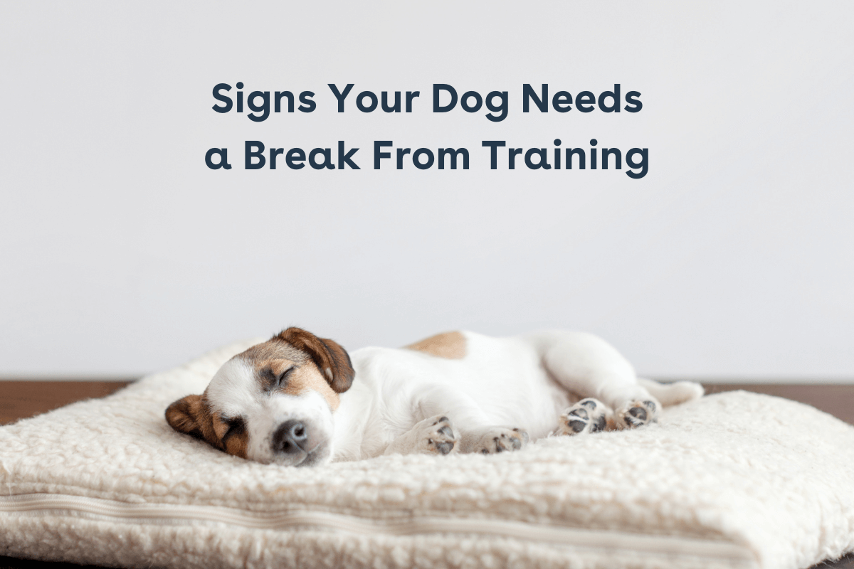 When to Take a Break from Dog Training