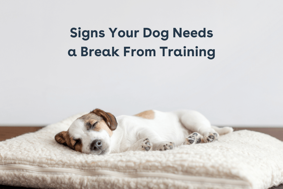 Signs Your Dog Needs A Break from Training | Pupford