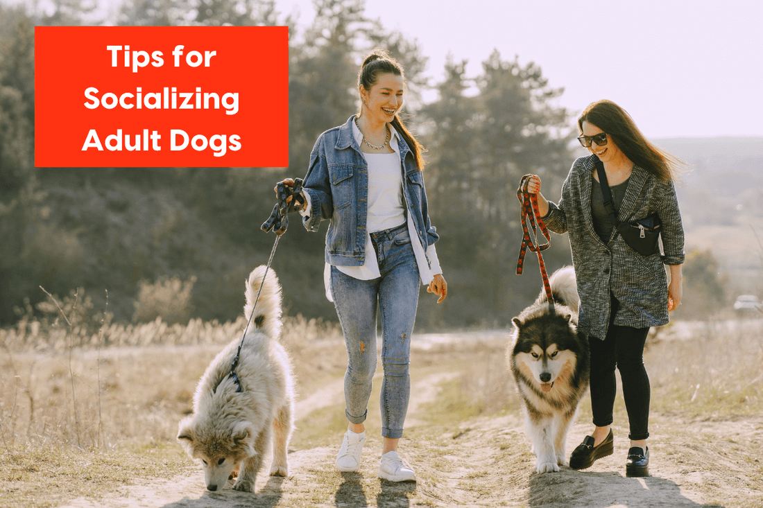 How to Socialize an Adult Dog, Including Older & Rescue Dogs | Pupford
