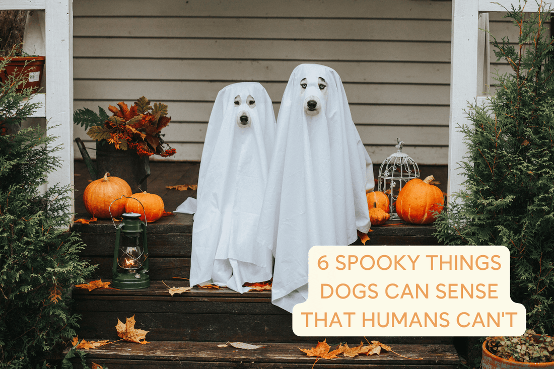 6 Spooky Things Dogs May Be Able to Sense That Humans Can't | Pupford