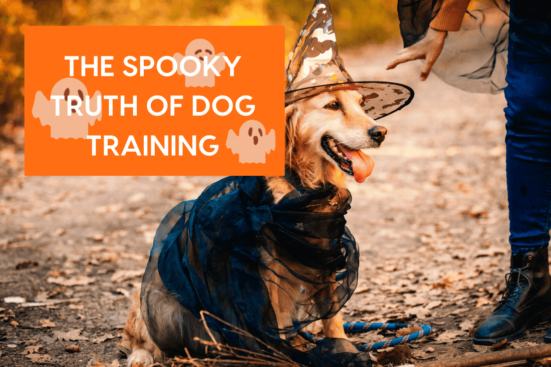 The Spooky Truth of Training A Dog | Pupford