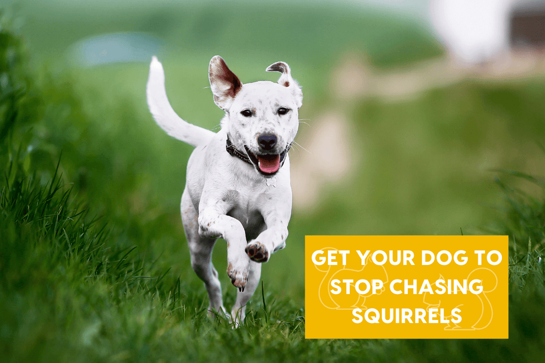 How to Get My Dog to Stop Chasing Squirrels | Pupford