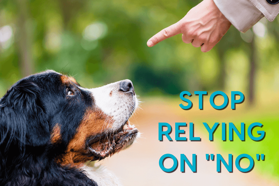 Stop Relying on "No" When Training Your Dog | Pupford