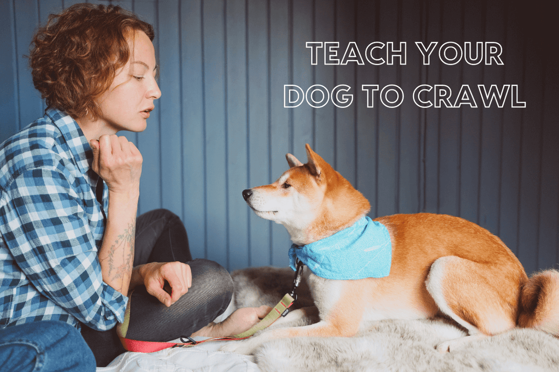 How to Teach a Dog To Crawl: Step-by-Step Guide with Videos | Pupford