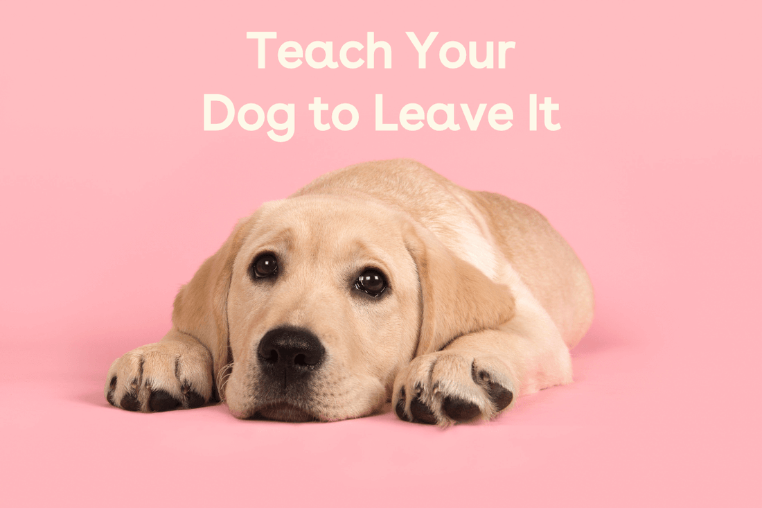 How to Teach a Dog to Leave It: 5 Steps with Videos | Pupford