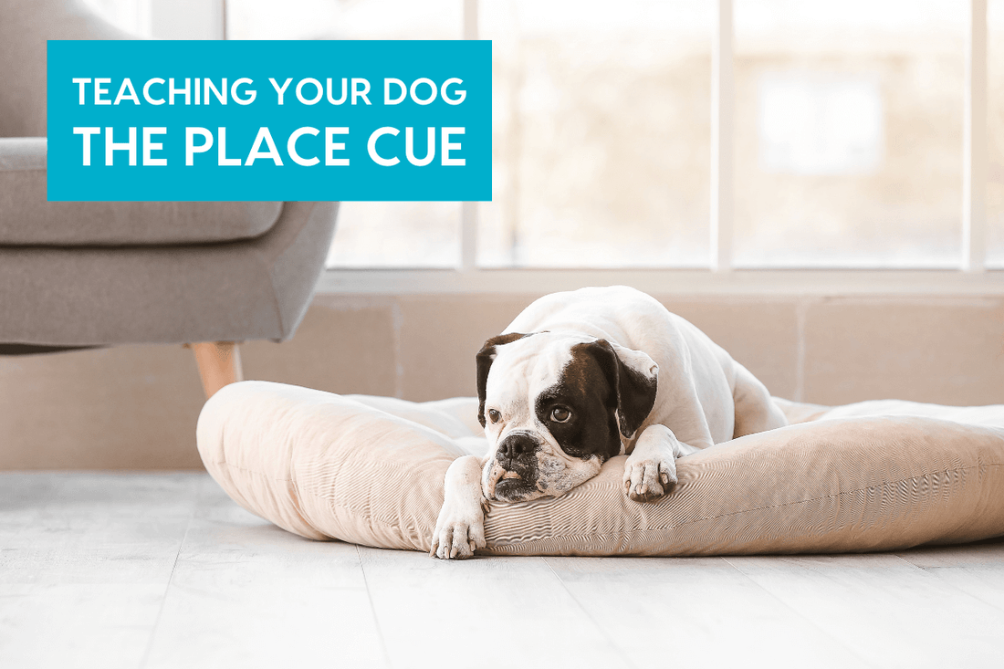 How to Teach Place to Your Dog - Training Guide with Videos | Pupford