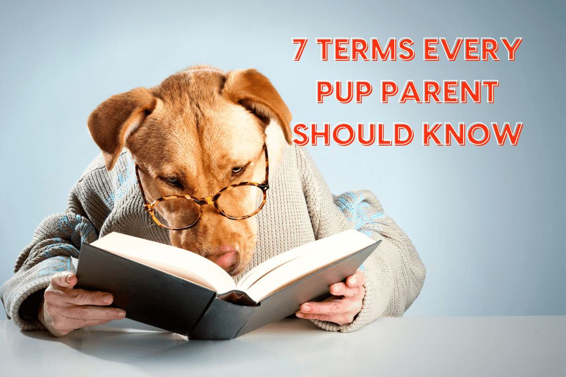 7 Terms Every Pup Parent Should Know | Pupford