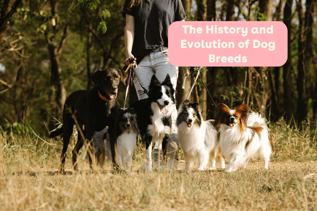 The History and Evolution of Dog Breeds: A Basic Timeline | Pupford