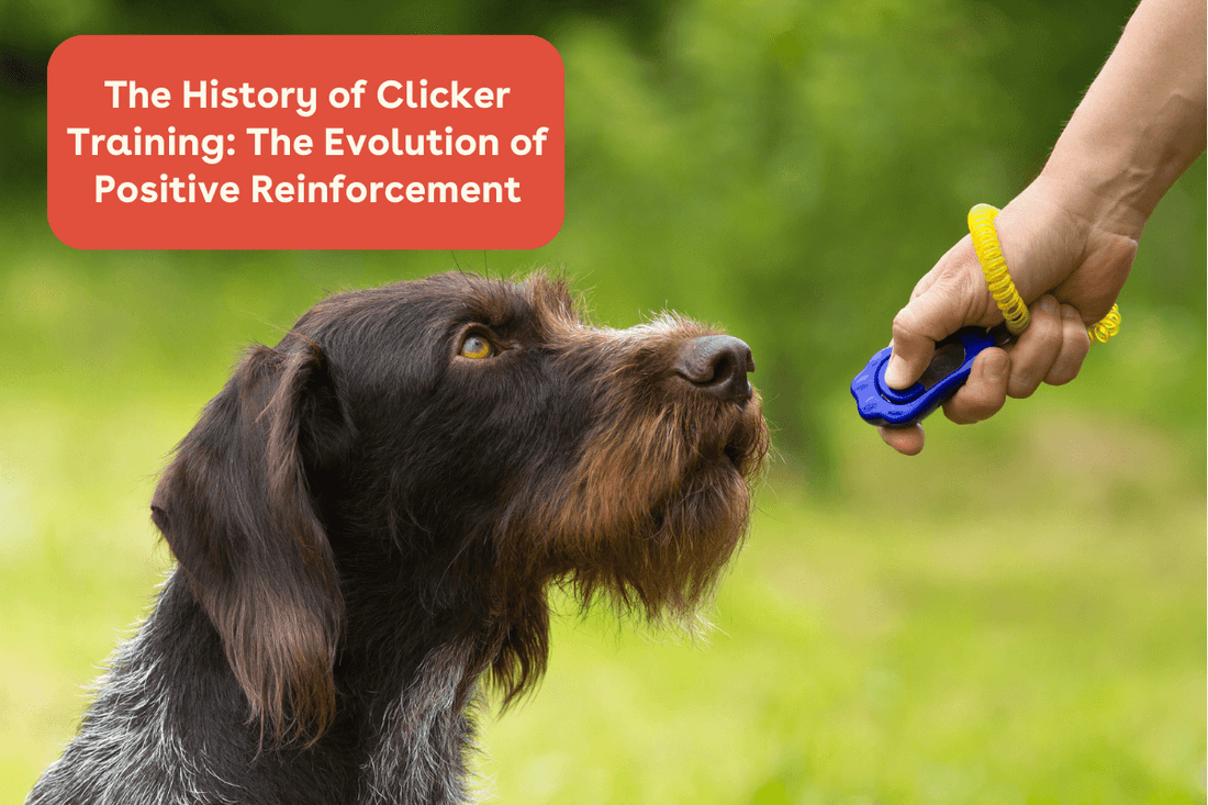 The History of Clicker Training: The Evolution of Positive Reinforcement | Pupford