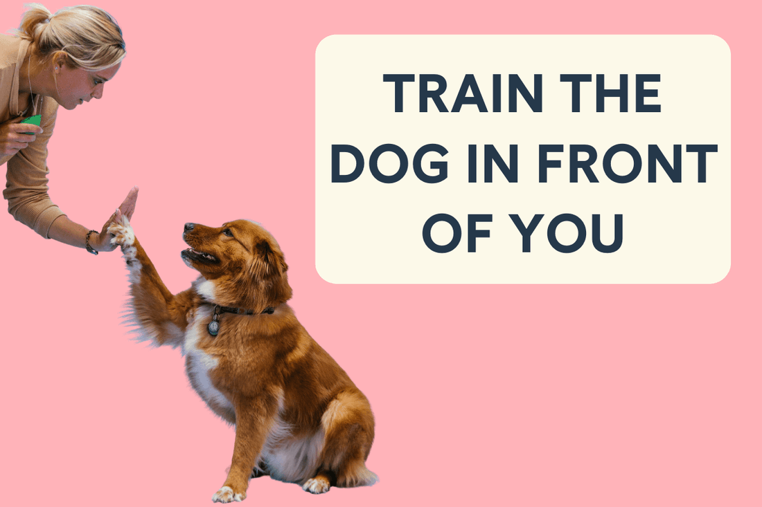 Train the Dog in Front of You - The Missing Piece to Improved Behavior | Pupford