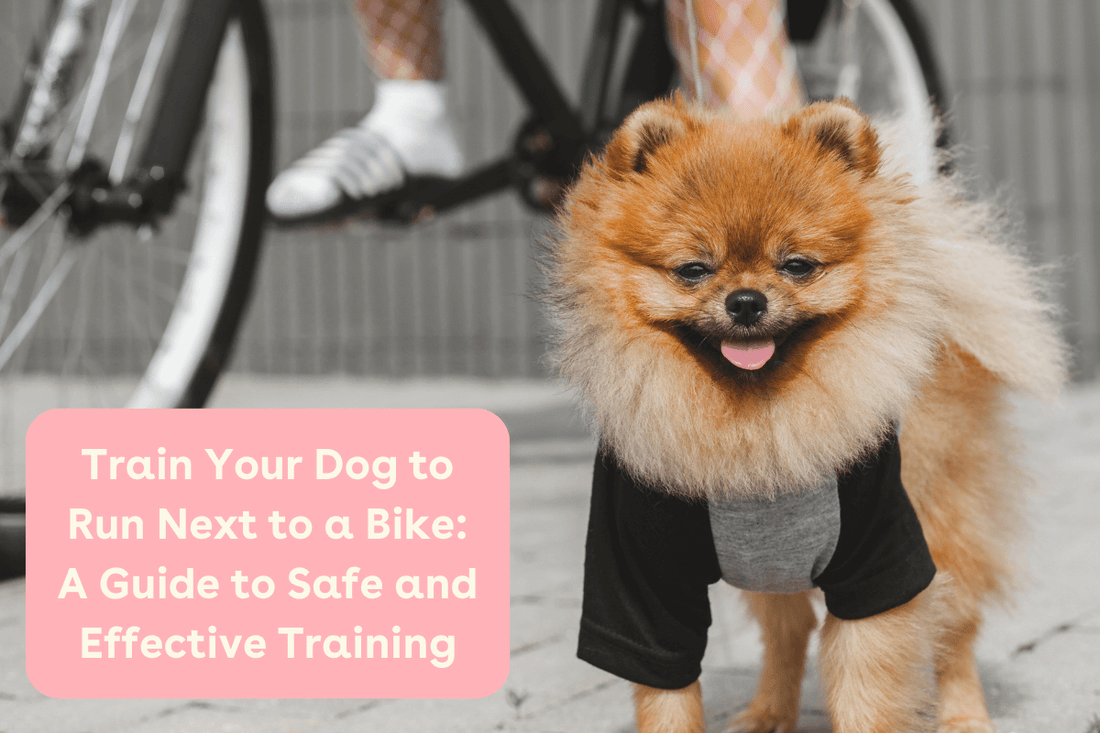 Train Your Dog to Run Next to a Bike, Safely & Effectively | Pupford